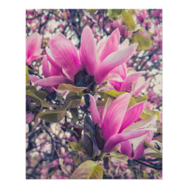 Póster Magnolia Blossomas