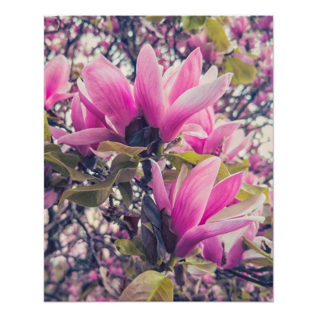 Póster Magnolia Blossomas (Frente)