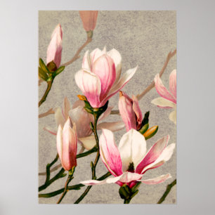 Poster Magnolia Blossoms, por L. Pring & Co.