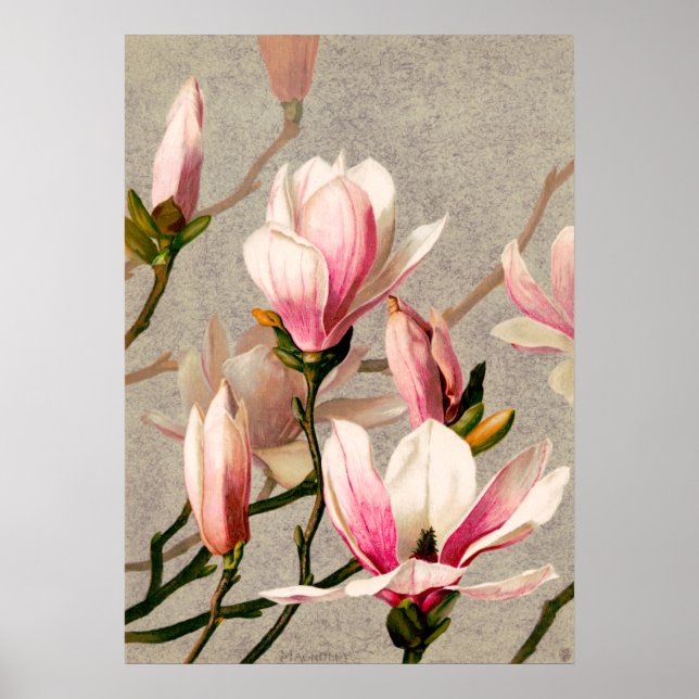 Poster Magnolia Blossoms, por L. Pring & Co. (Frente)