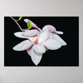 Poster Magnólia Branca