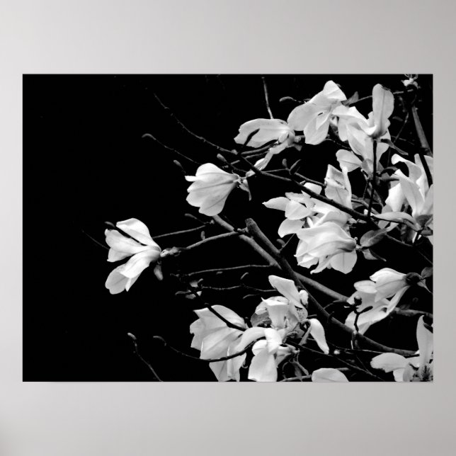 Poster Magnolia Branches Art (Frente)