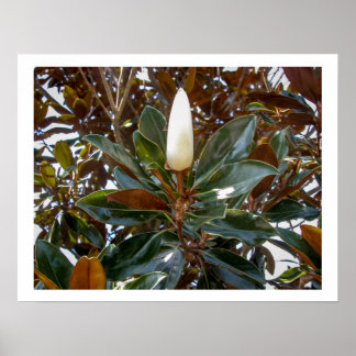 Poster Magnolia Bud