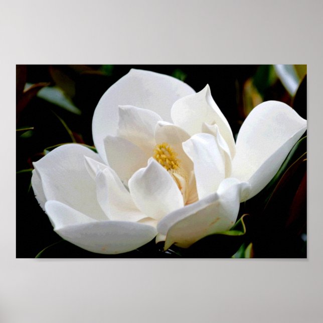 Poster Magnolia Bull Bay (Frente)