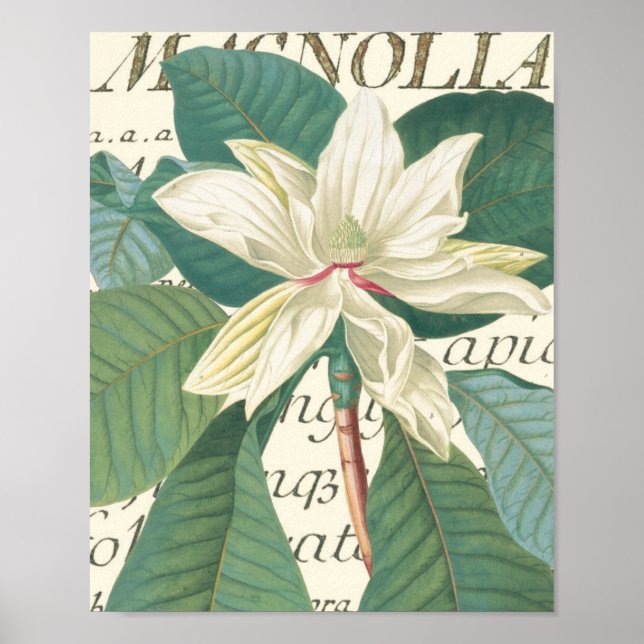 Póster Magnolia com detalhes caligráficos (Frente)