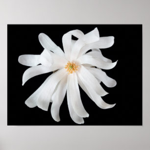 Poster Magnolia Flor
