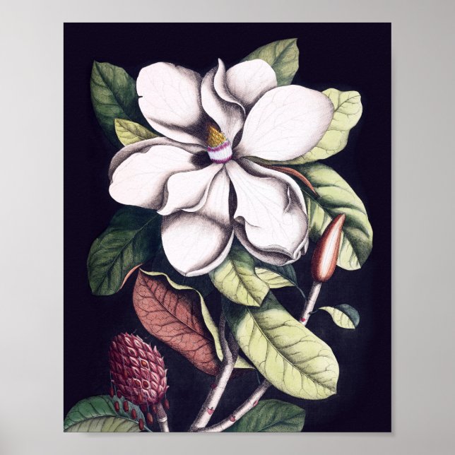 Poster Magnolia Flor (Frente)