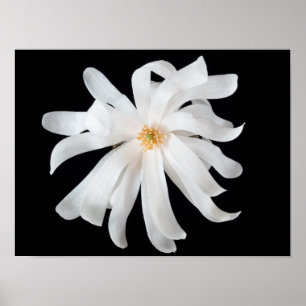 Póster Magnolia Flor em Preto