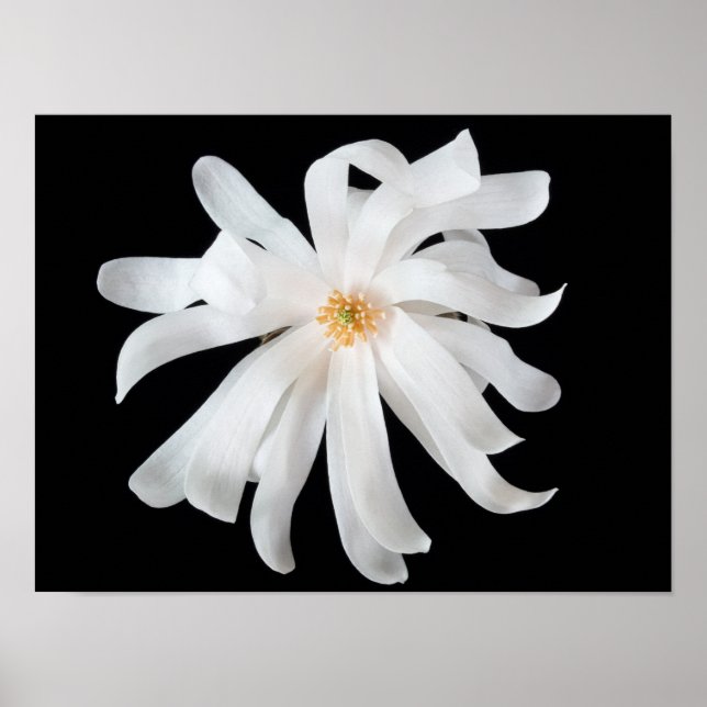 Póster Magnolia Flor em Preto (Frente)