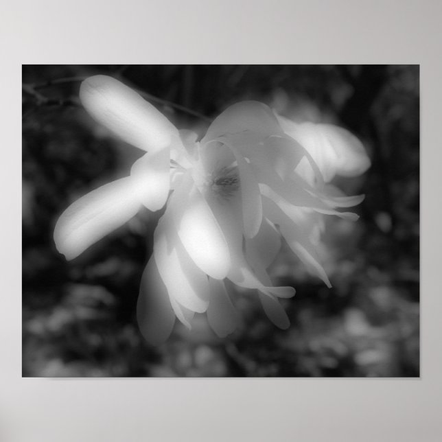Poster Magnolia Flores, Preto E Branco, Alto Contraste (Frente)
