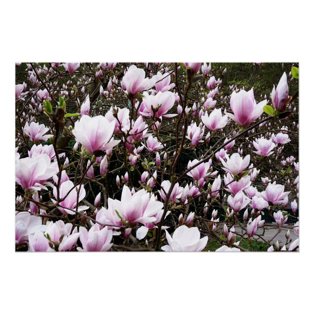 Póster Magnolia Garden (Frente)