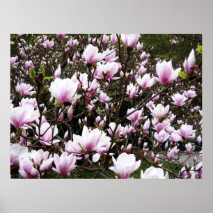 Poster Magnolia Garden