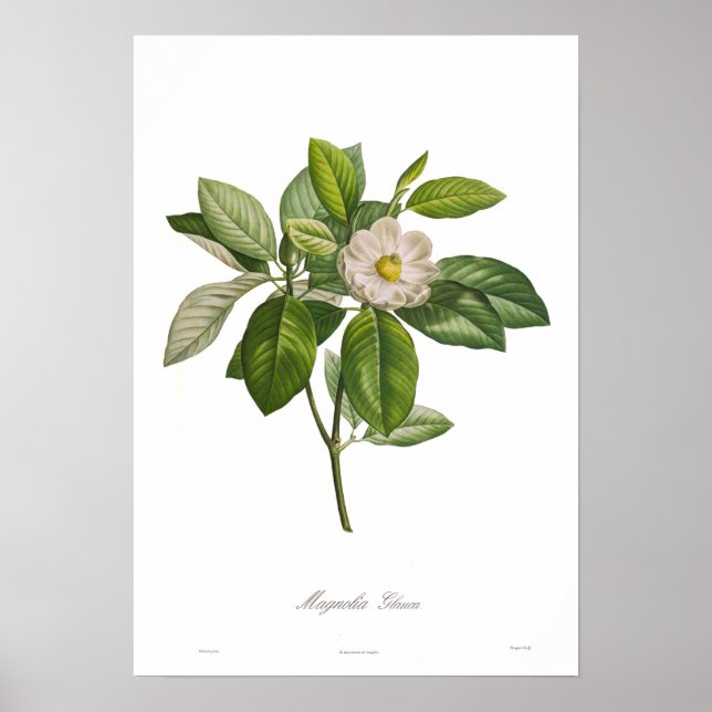 Poster Magnolia glauca (Frente)