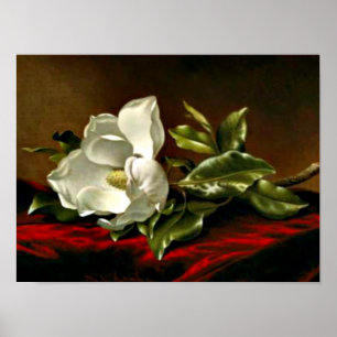 Poster Magnolia Grandiflora- 1895,_Martin Johnson Heade