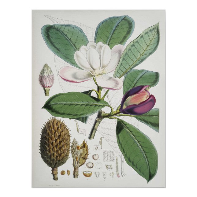 Póster Magnolia Hodgsonii (Frente)