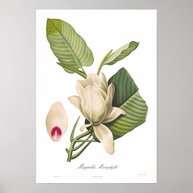 Póster Magnolia macrofilla (Frente)
