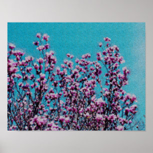 Poster Magnolia Rosa Blossomo Céu Azul Pintura Fotográfic