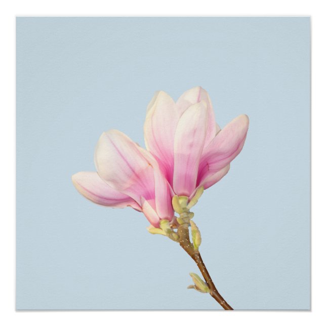 Póster Magnolia Rosa Poster (Frente)