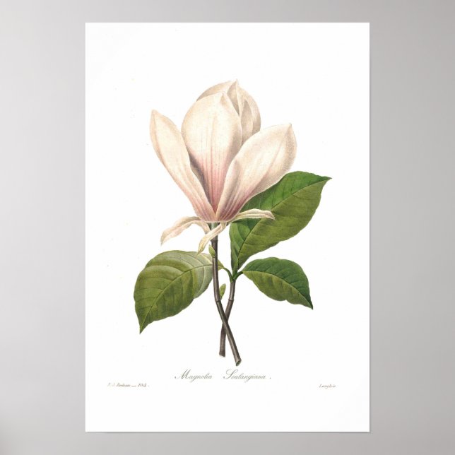 Póster Magnolia soulangiana (Frente)