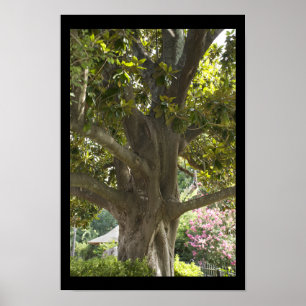 Poster Magnolia Tree