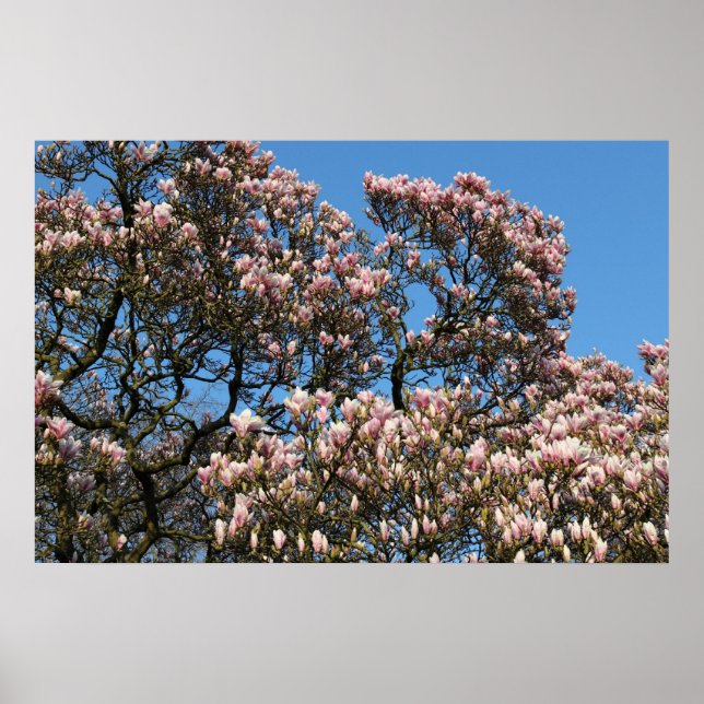 Poster Magnolia Tree in Blossom (Frente)