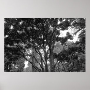 Póster Magnolia Tree no verão BW