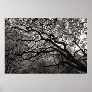 Poster Magnolia Trees em Flor 01