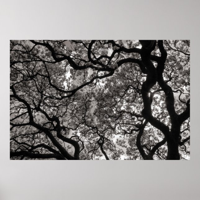 Poster Magnolia Trees em Flor 02 (Frente)