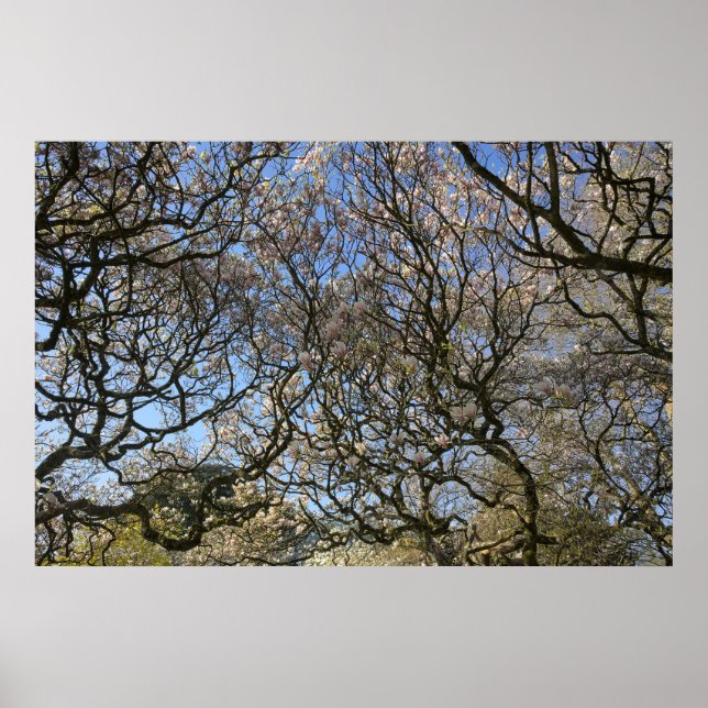 Poster Magnolia Trees, Ramais e Flor 02 (Frente)