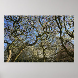 Poster Magnolia Trees, Ramais e Flor 03