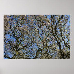 Poster Magnolia Trees, Ramais e Flor 04