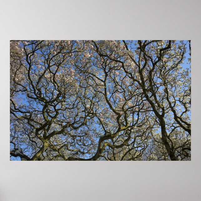 Poster Magnolia Trees, Ramais e Flor 04 (Frente)