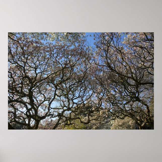 Poster Magnolia Trees, Ramais e Flor 05 (Frente)