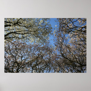 Poster Magnolia Trees, Ramais e Flor 06
