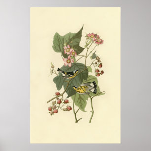Poster Magnolia Warbler de Audubon