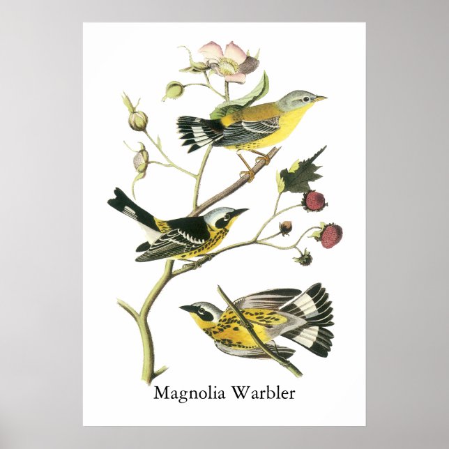 Póster Magnolia Warbler, John Audubon (Frente)