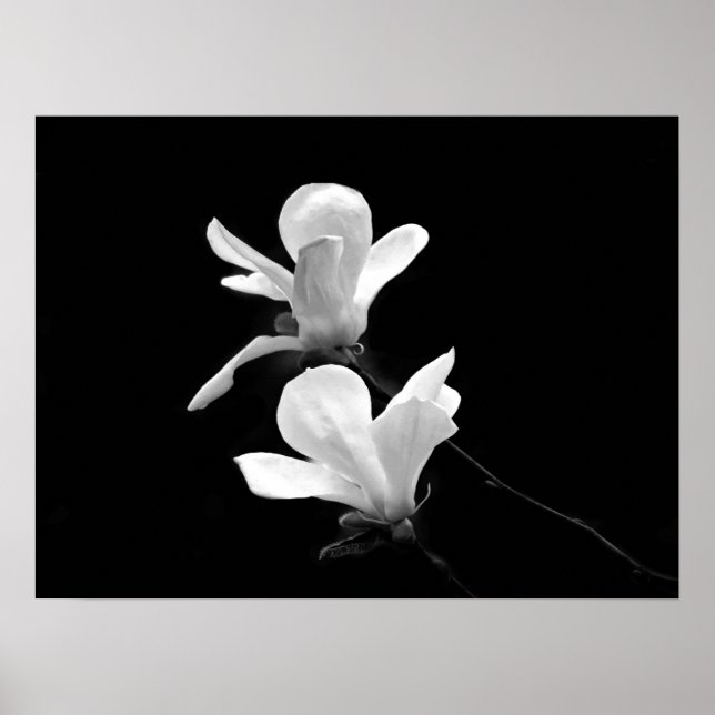 Poster Magnolias (Frente)