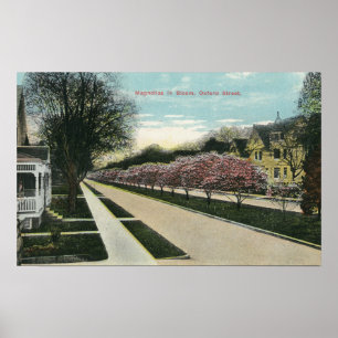 Póster Magnólias da rua de Oxford na flor