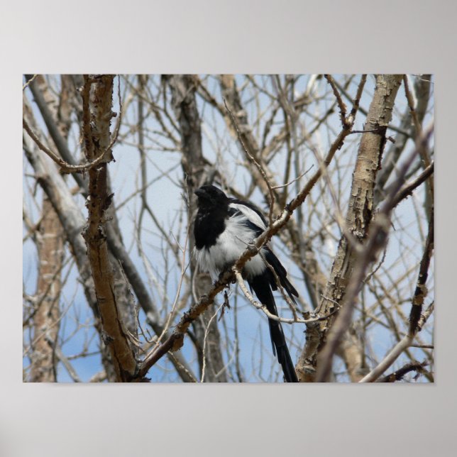 Poster Magpie de bico negro, Colorado (Frente)
