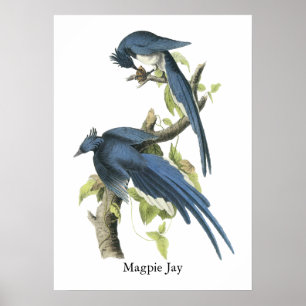 Póster Magpie Jay, John Audubon