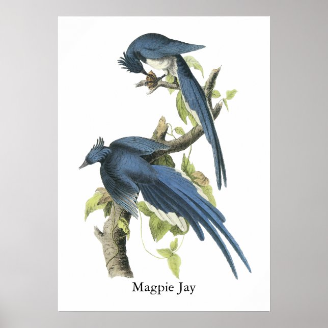 Poster Magpie Jay, John Audubon (Frente)