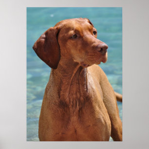 Poster Magyar Vizsla Dog