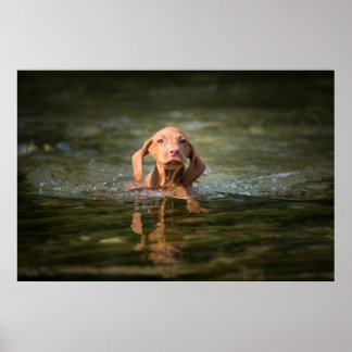 Poster Magyar Vizsla Puppy verschiedene Größen!