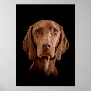 Poster Magyar Vizsla tamanhos diferentes!