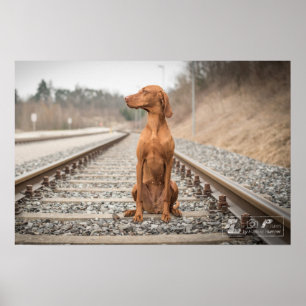 Poster Magyar Vizsla tamanhos diferentes!