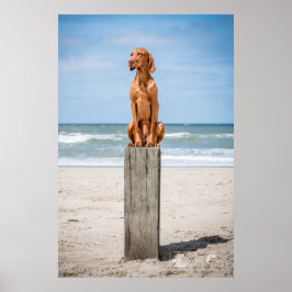 Poster Magyar Vizsla verschiedene Größen!