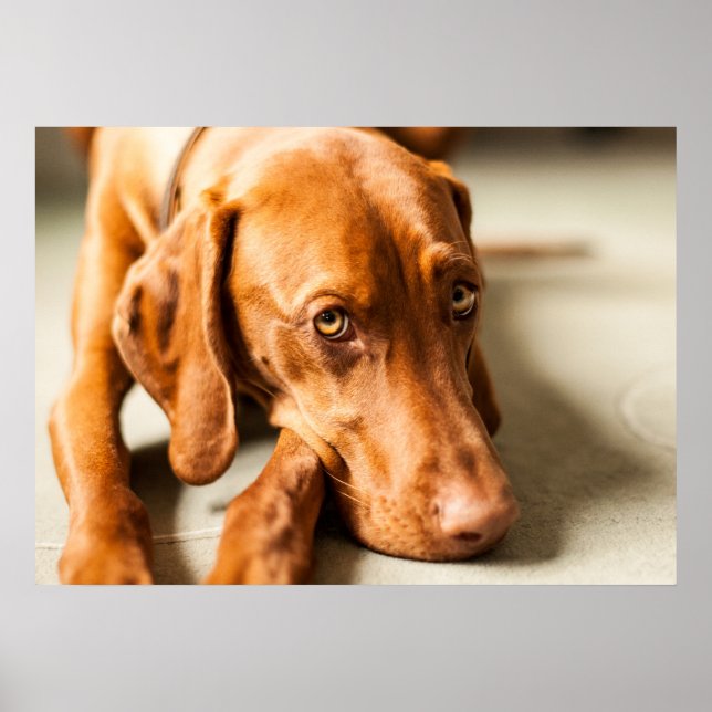 Poster Magyar Vizsla verschiedene Größen! (Frente)