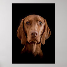 Poster Magyar Vizsla verschiedene Größen!