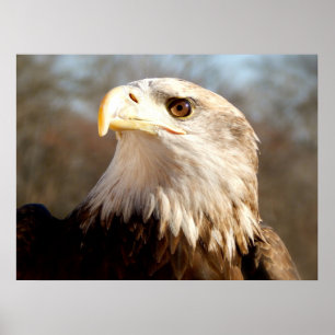 Poster Maiestoso Bald Eagle