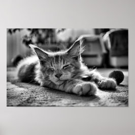 Poster Maine Cachorro Gato Preto e Branco
